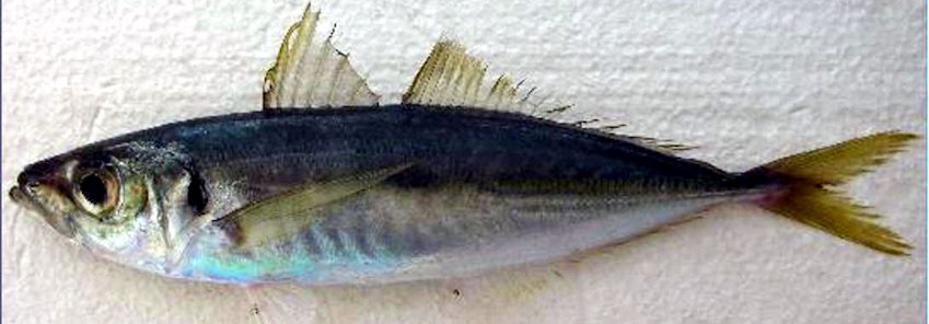 Trachurus mediterraneus_003